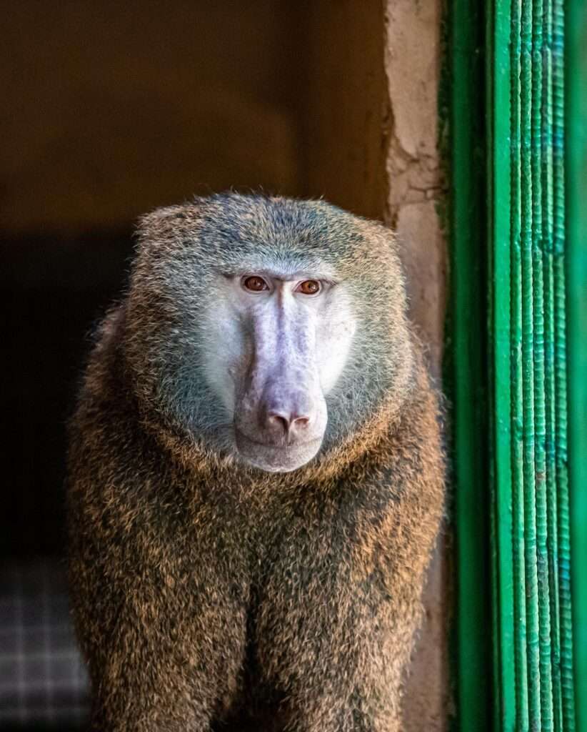 Babouin au zoo d'Abidjan