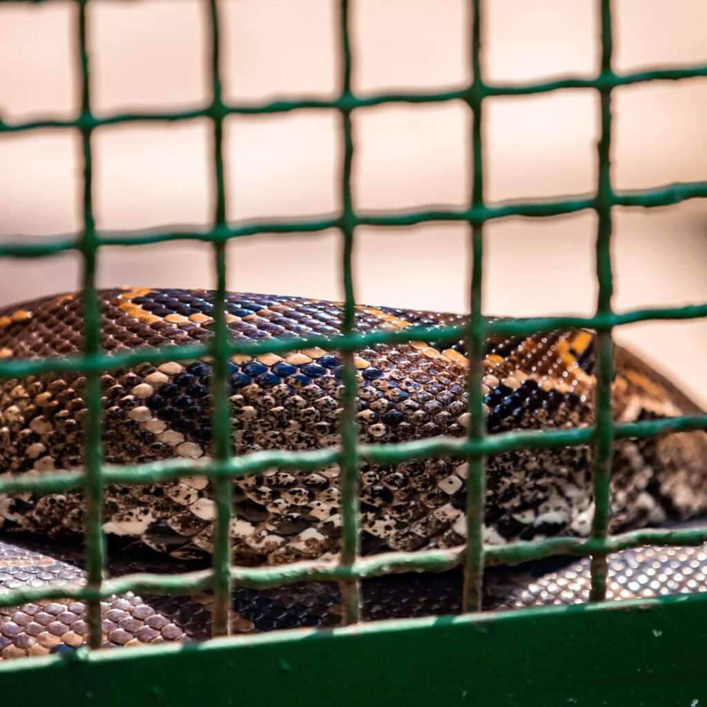 Python de Seba au zoo d'Abidjan