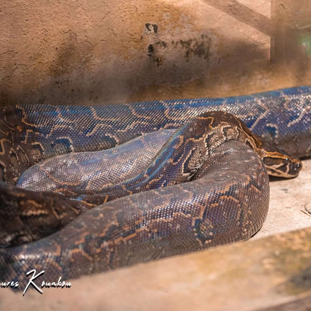 Python de Seba au zoo d'Abidjan