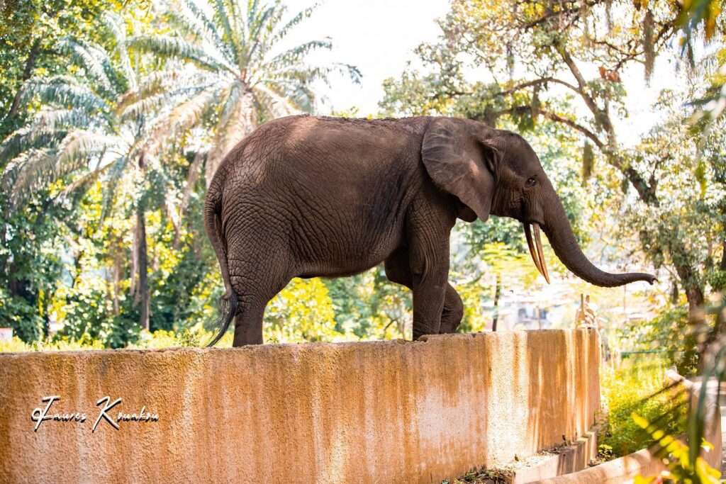 Eléphant au zoo d'Abidjan