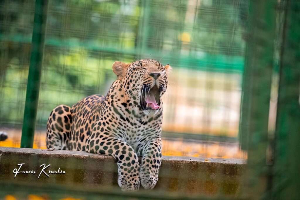 Léopard d'Afrique au zoo d'Abidjan