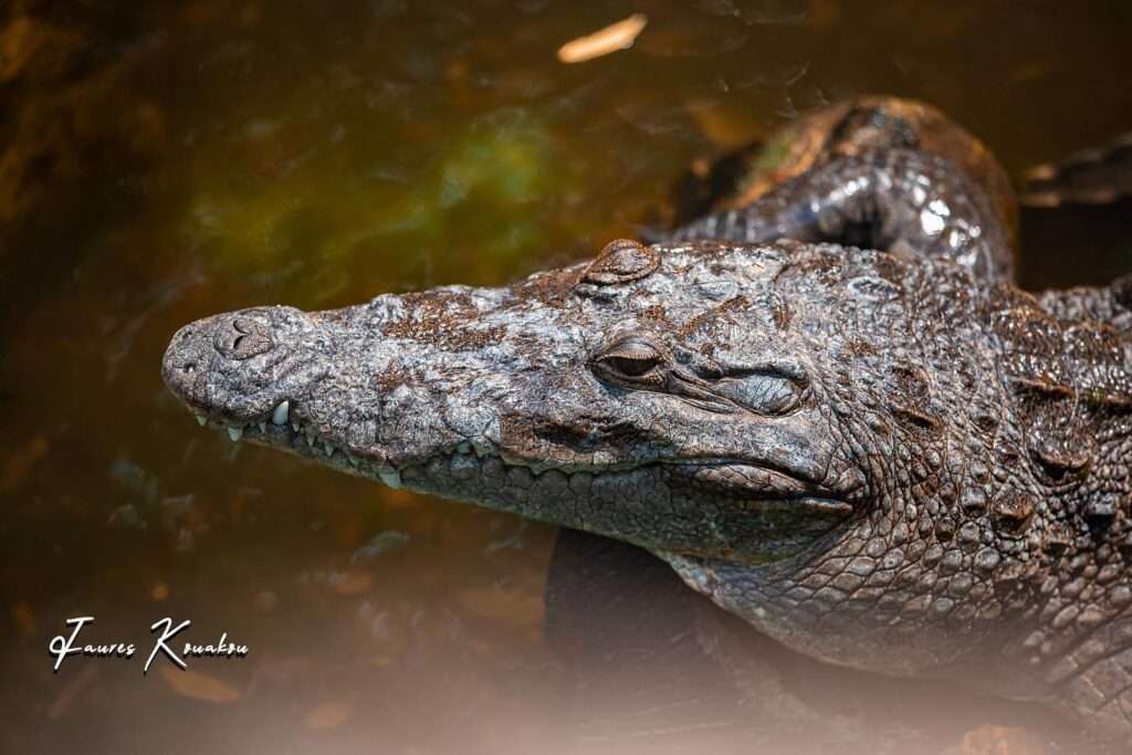 Crocodile d'Afrique de l'ouest au zoo d'Abidjan