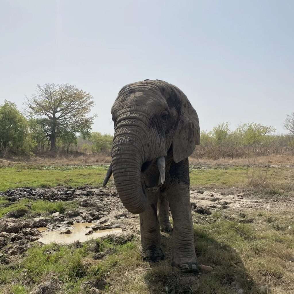 Elephant au Nzi River Lodges