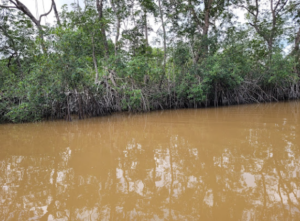 Visiter les Îles Éhotilé : Un Trésor Caché en Côte d’Ivoire