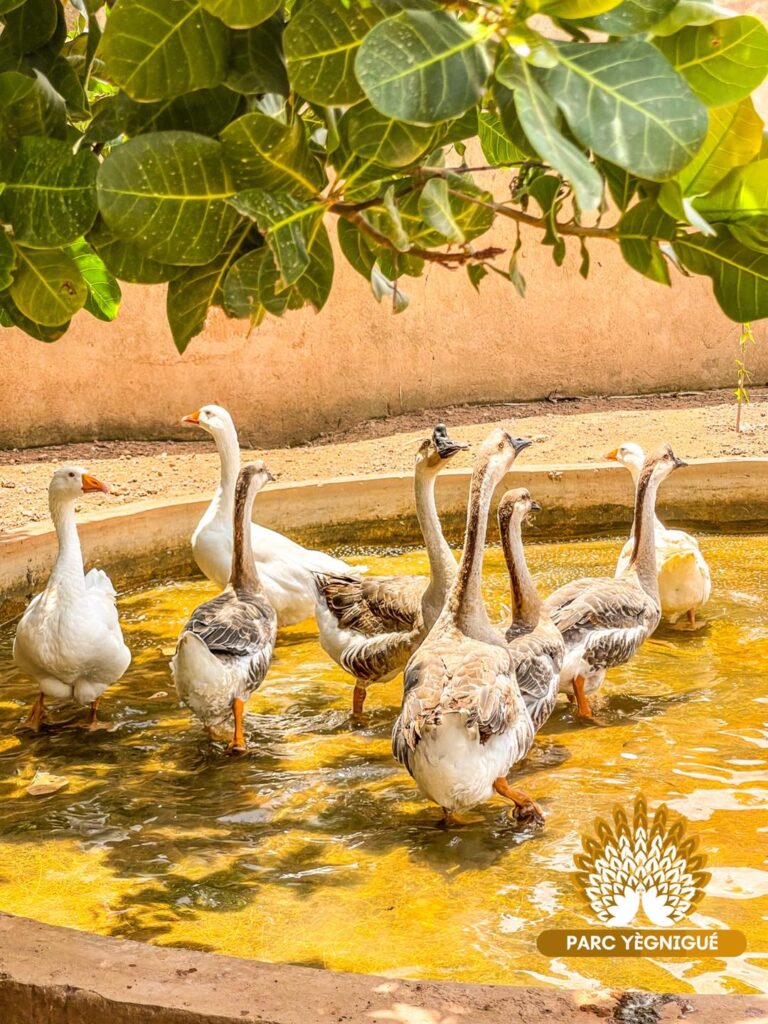 À la Découverte du Parc Yégnigué de Korhogo : Une Oasis de Détente et d’Épanouissement pour Toute la Famille