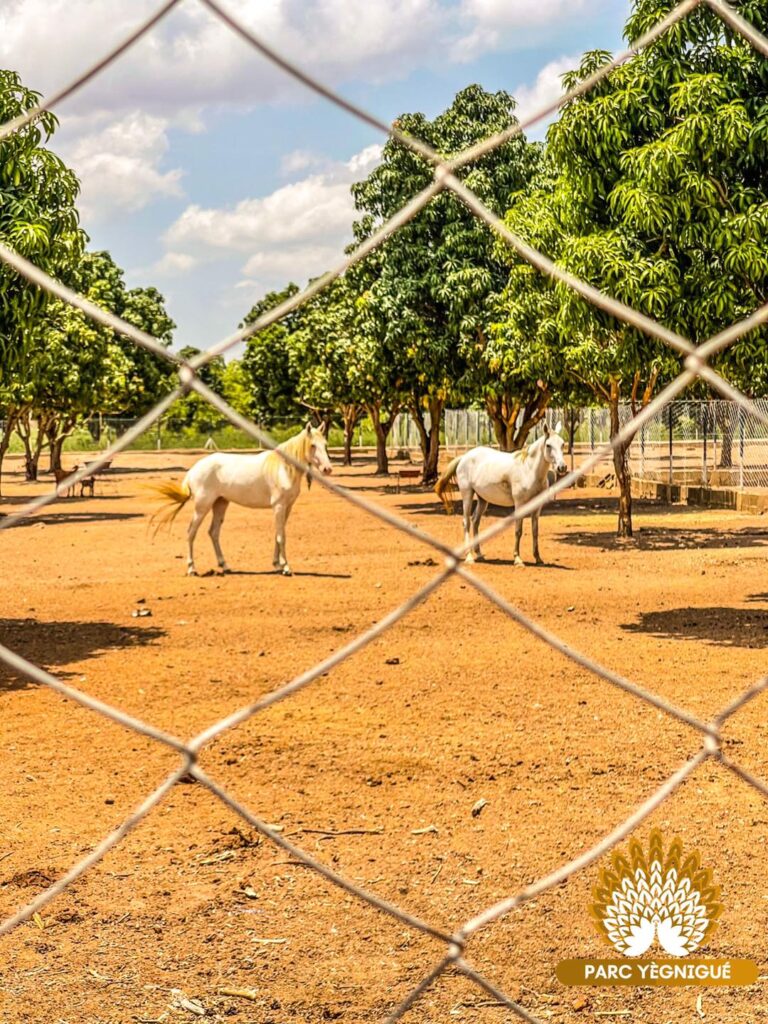 À la Découverte du Parc Yégnigué de Korhogo : Une Oasis de Détente et d’Épanouissement pour Toute la Famille