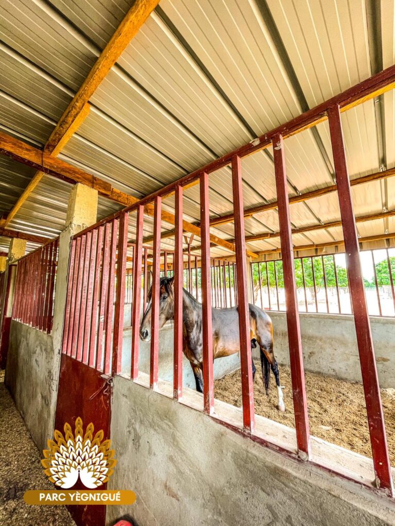 À la Découverte du Parc Yégnigué de Korhogo : Une Oasis de Détente et d’Épanouissement pour Toute la Famille