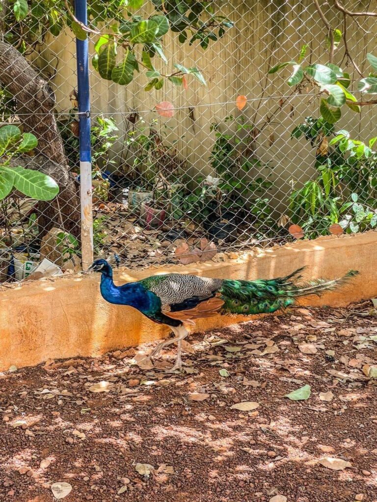 À la Découverte du Parc Yégnigué de Korhogo : Une Oasis de Détente et d’Épanouissement pour Toute la Famille