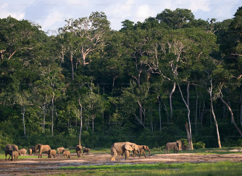 Quand Partir en Côte d'Ivoire ? Le Guide Honnête pour Bien Choisir sa Période